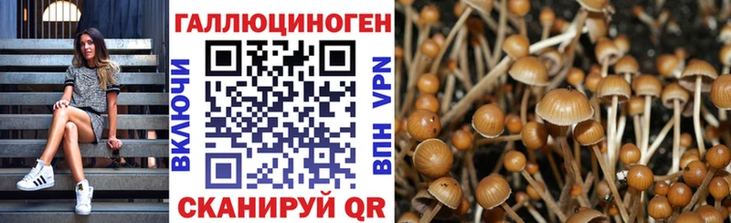даркнет сайт Глазов Псилоцибиновые грибы Psilocybine cubensis